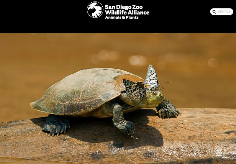 San Diego Zoo: Turtle and Tortoise Handout San Diego Zoo: Turtle and Tortoise Handout
