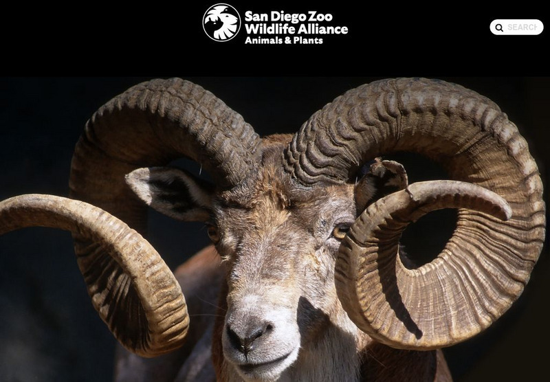 San Diego Zoo: Goats Handout San Diego Zoo: Goats Handout