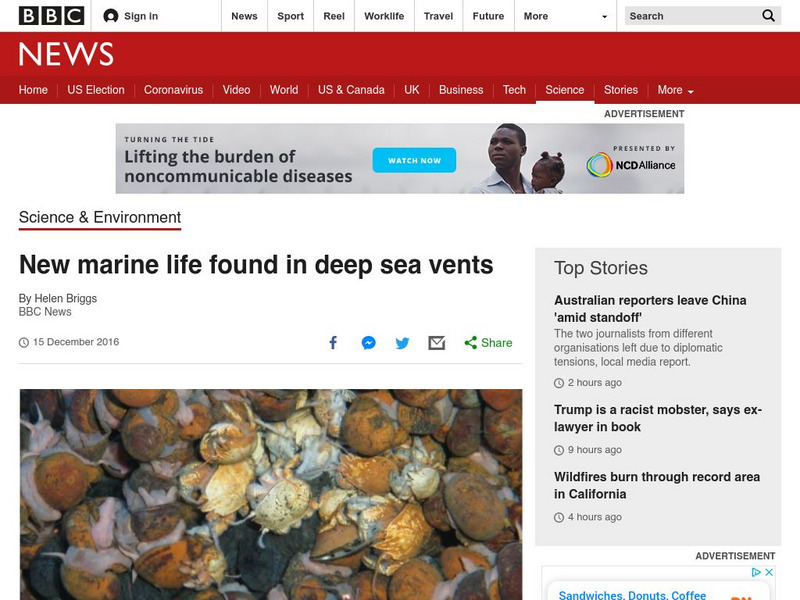 Bbc: New Marine Life Found in Deep Sea Vents Article