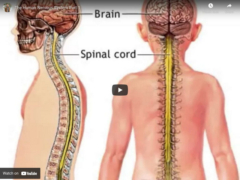 Michael Chin: The Human Nervous System: Part 1 Instructional Video