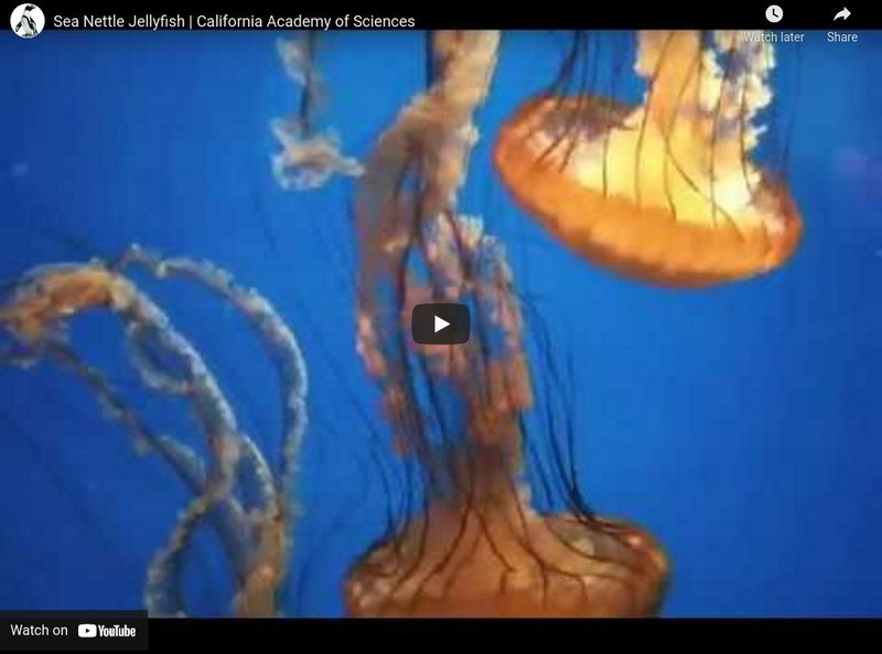Ca Academy of Sciences: Sea Nettle Jellyfish Instructional Video Ca Academy of Sciences: Sea Nettle Jellyfish Instructional Video