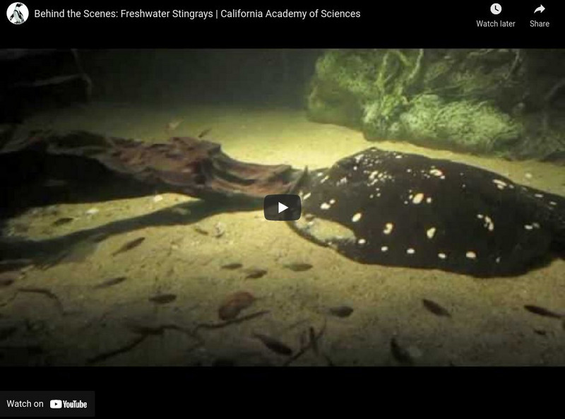 Ca Academy of Sciences: Freshwater Stingrays Instructional Video Ca Academy of Sciences: Freshwater Stingrays Instructional Video
