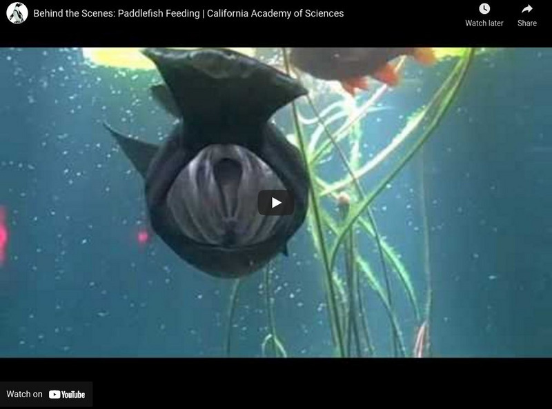 Ca Academy of Sciences: Paddlefish Feeding Instructional Video Ca Academy of Sciences: Paddlefish Feeding Instructional Video