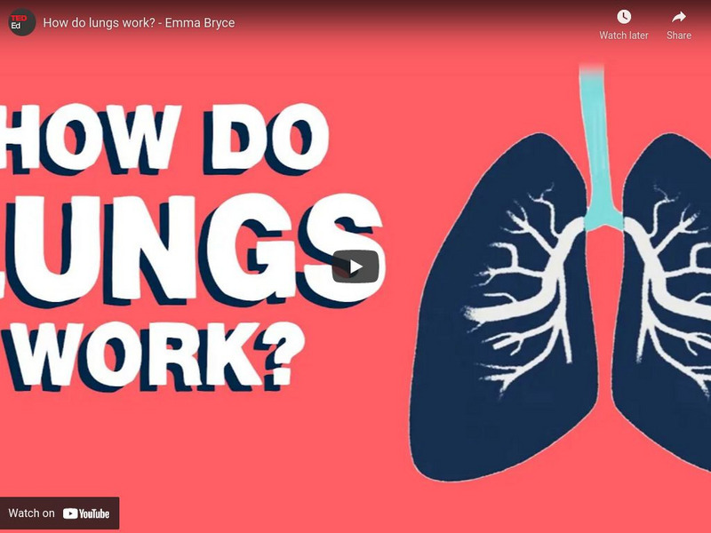 Ted Ed: How Do the Lungs Work? Instructional Video