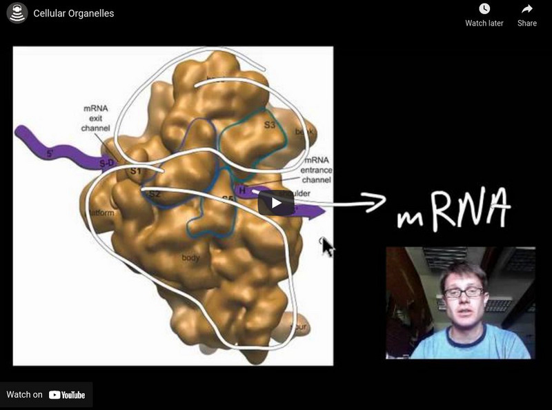 Bozeman Science: Biology Essentials Cellular Organelles Instructional Video Bozeman Science: Biology Essentials Cellular Organelles Instructional Video