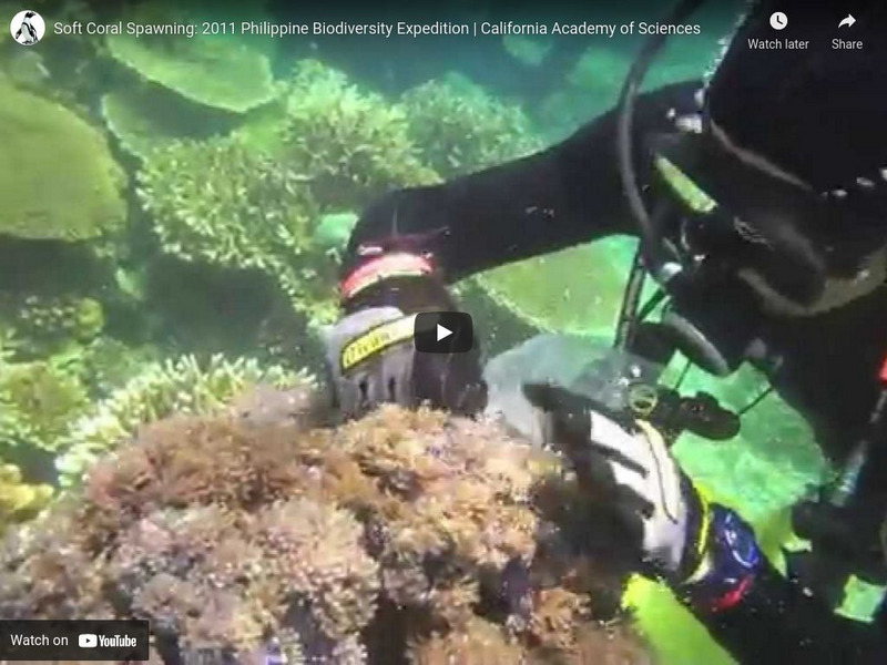 Ca Academy of Sciences: Philippine Biodiversity Expedition: Soft Coral Spawning Instructional Video Ca Academy of Sciences: Philippine Biodiversity Expedition: Soft Coral Spawning Instructional Video