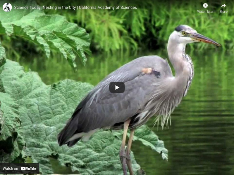 Ca Academy of Sciences: Nesting in the City Instructional Video Ca Academy of Sciences: Nesting in the City Instructional Video
