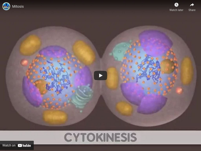 Ndsu: Mitosis Instructional Video Ndsu: Mitosis Instructional Video