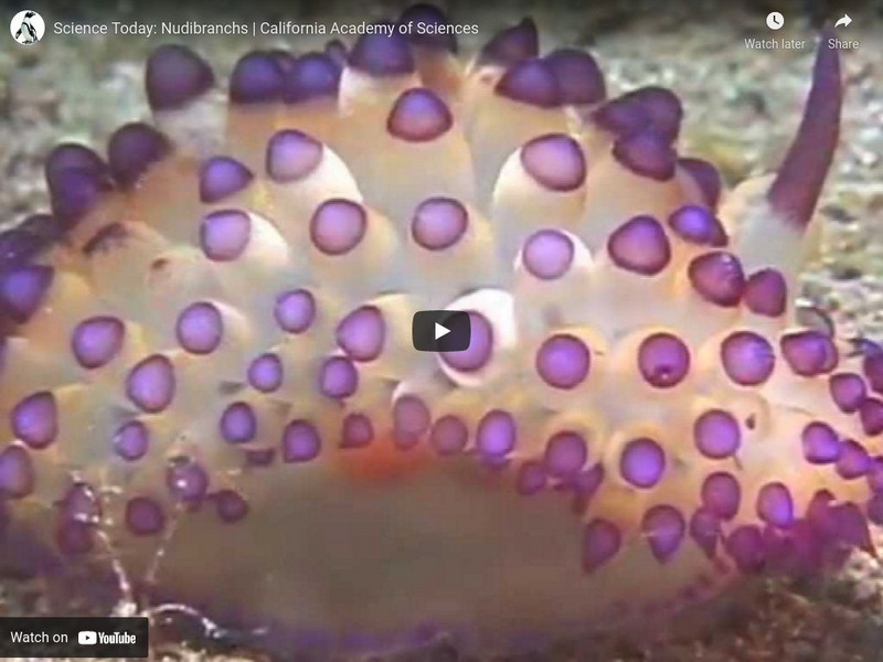 Ca Academy of Sciences: Nudibranchs Instructional Video Ca Academy of Sciences: Nudibranchs Instructional Video