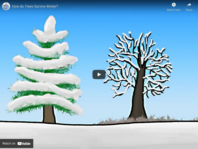 Minute Earth: How Do Trees Survive Winter? Instructional Video Minute Earth: How Do Trees Survive Winter? Instructional Video
