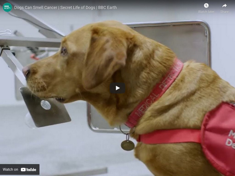 Bbc Earth: Secret Life of Dogs: Dogs Can Smell Cancer Instructional Video