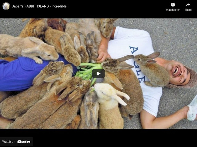 Mybbbunny: Japan's Rabbit Island Instructional Video