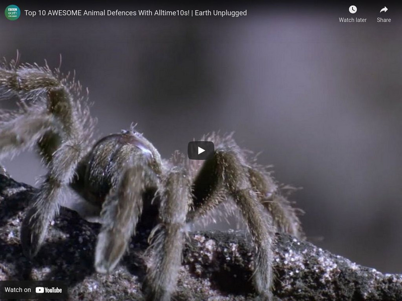 Bbc: Earth Unplugged: Top 10 Animal Defenses: Alltime10s Special Instructional Video Bbc: Earth Unplugged: Top 10 Animal Defenses: Alltime10s Special Instructional Video