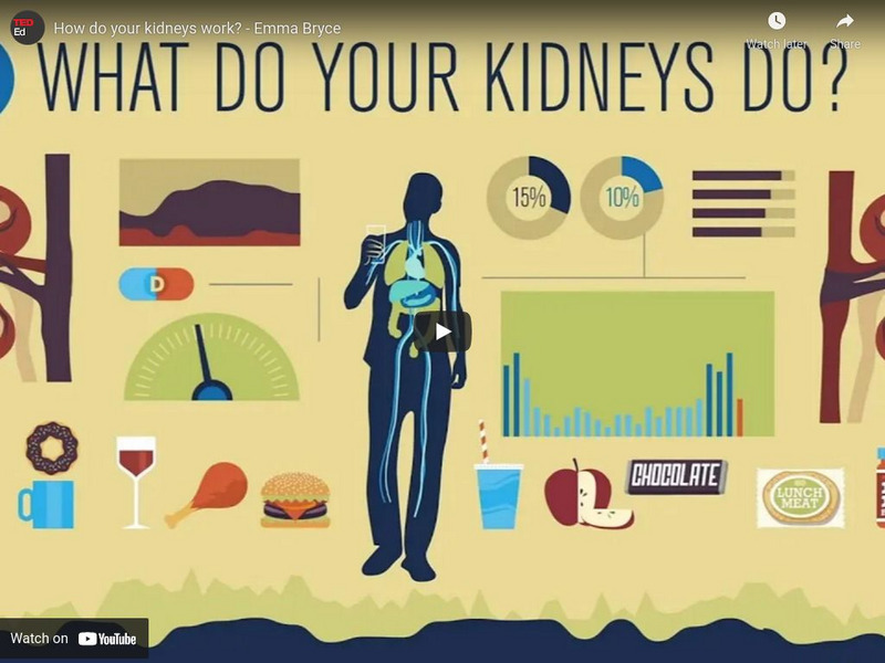 Ted Ed: How Do Your Kidneys Work? Instructional Video Ted Ed: How Do Your Kidneys Work? Instructional Video