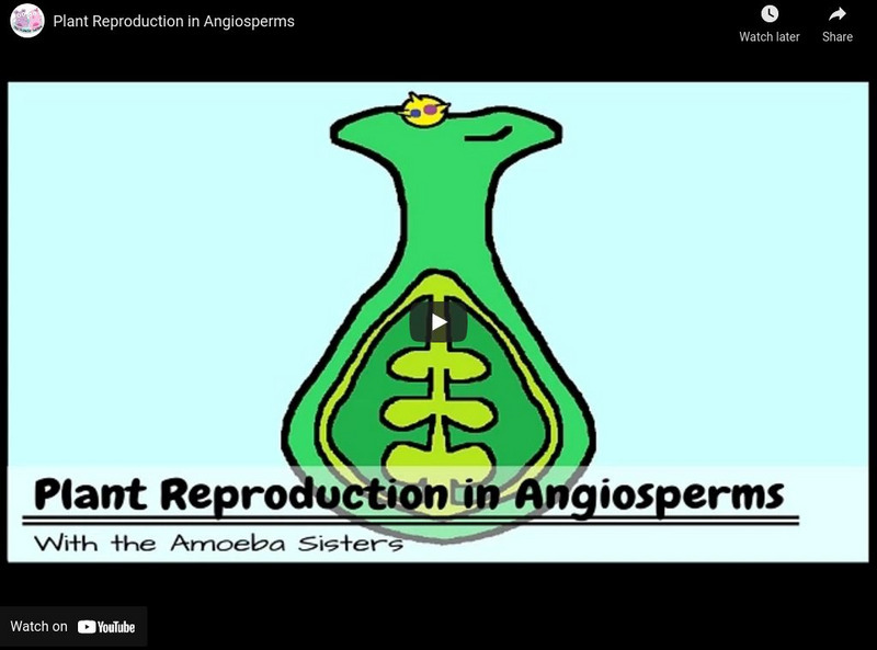 Amoeba Sisters Video Recap Of Plant Reproduction In Angiosperms Amoeba Sisters: Plant Reproduction in Angiosperms Instructional Video