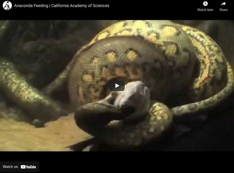 Ca Academy of Sciences: Anaconda Feeding Instructional Video Ca Academy of Sciences: Anaconda Feeding Instructional Video