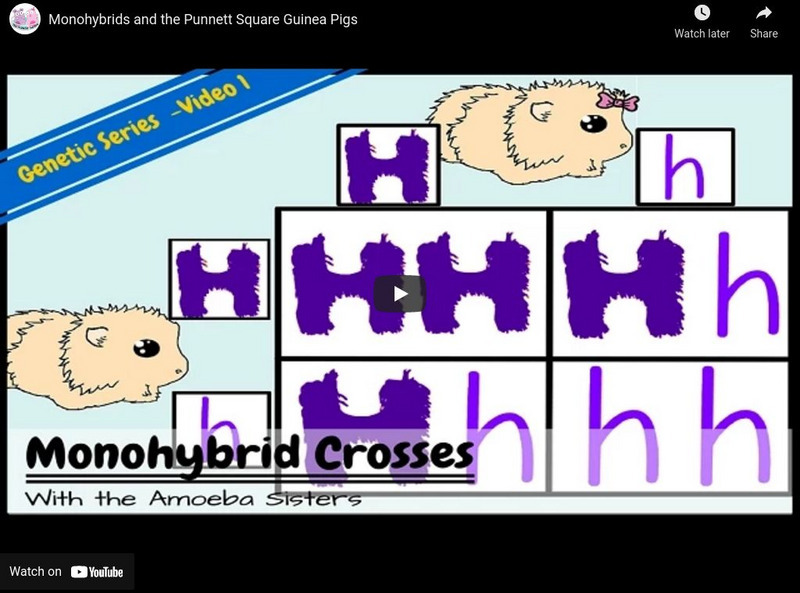 Amoeba Sisters: Monohybrid Crosses Instructional Video Amoeba Sisters: Monohybrid Crosses Instructional Video