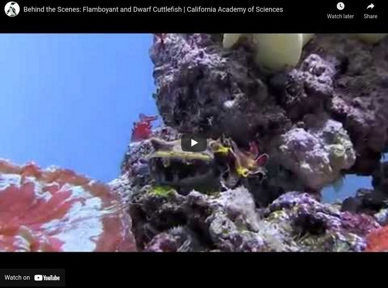 Ca Academy of Sciences: Flamboyant Cuttlefish and Dwarf Cuttlefish Instructional Video Ca Academy of Sciences: Flamboyant Cuttlefish and Dwarf Cuttlefish Instructional Video