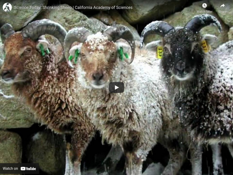 Ca Academy of Sciences: Shrinking Sheep Instructional Video Ca Academy of Sciences: Shrinking Sheep Instructional Video