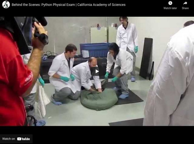 Ca Academy of Sciences: Python Physical Exam Instructional Video Ca Academy of Sciences: Python Physical Exam Instructional Video