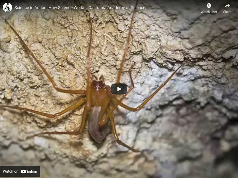 Ca Academy of Sciences: Spiders in Action Instructional Video Ca Academy of Sciences: Spiders in Action Instructional Video