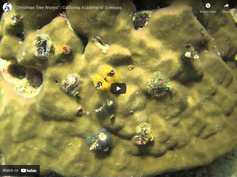 Ca Academy of Sciences: Philippine Biodiversity Expedition: Christmas Tree Worms Instructional Video Ca Academy of Sciences: Philippine Biodiversity Expedition: Christmas Tree Worms Instructional Video