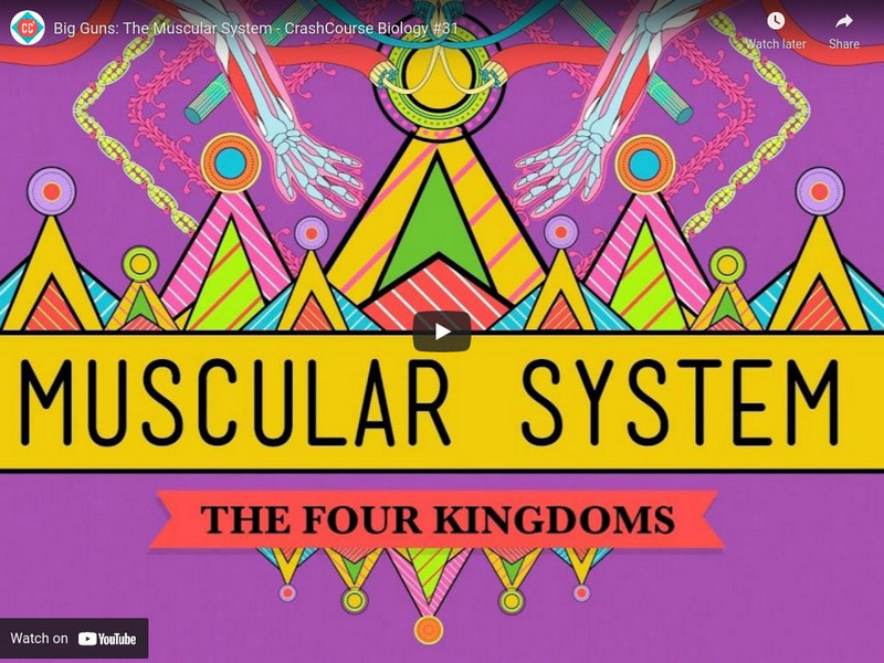 Crash Course Biology #31: Big Guns the Muscular System Instructional Video