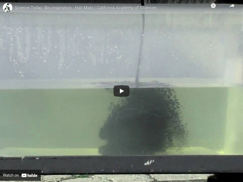 Ca Academy of Sciences: Bio Inspiration: Hair Mats Instructional Video Ca Academy of Sciences: Bio Inspiration: Hair Mats Instructional Video