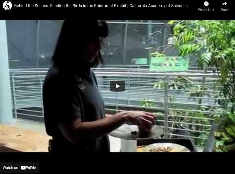 Ca Academy of Sciences: Feeding the Birds in the Rainforest Exhibit Instructional Video Ca Academy of Sciences: Feeding the Birds in the Rainforest Exhibit Instructional Video