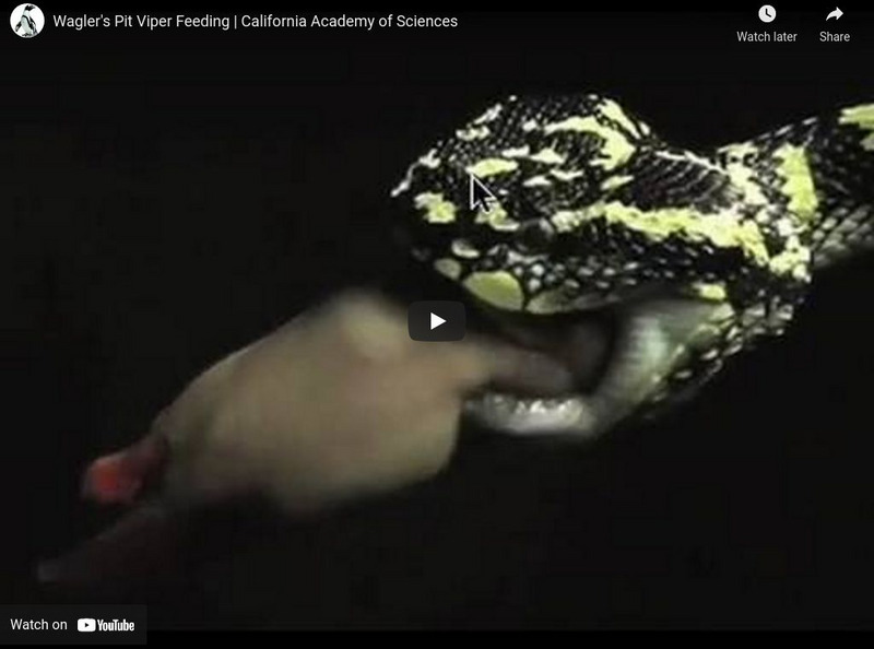 Ca Academy of Sciences: Wagler's Pit Viper Feeding Instructional Video Ca Academy of Sciences: Wagler's Pit Viper Feeding Instructional Video