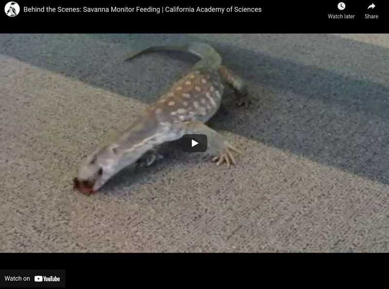 Ca Academy of Sciences: Savanna Monitor Feeding Instructional Video Ca Academy of Sciences: Savanna Monitor Feeding Instructional Video