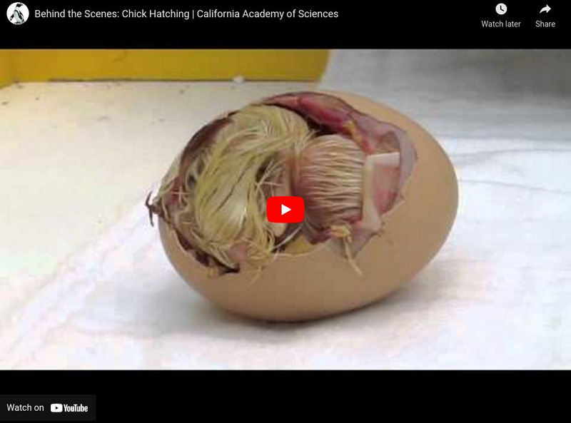 Ca Academy of Sciences: Chick Hatching Instructional Video Ca Academy of Sciences: Chick Hatching Instructional Video