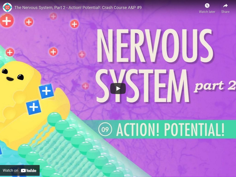 Crash Course A&p #9: The Nervous System, Part 2 Action! Potential! Instructional Video Crash Course A&p #9: The Nervous System, Part 2 Action! Potential! Instructional Video