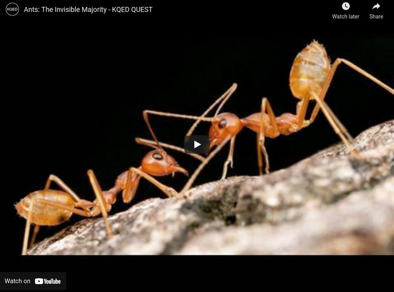 Ca Academy of Sciences: Ants: The Invisible Majority With Dr. Brian Fisher Instructional Video Ca Academy of Sciences: Ants: The Invisible Majority With Dr. Brian Fisher Instructional Video