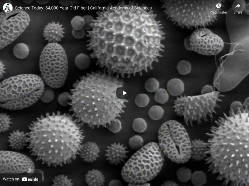 Ca Academy of Sciences: 34,000 Year Old Fiber Instructional Video Ca Academy of Sciences: 34,000 Year Old Fiber Instructional Video