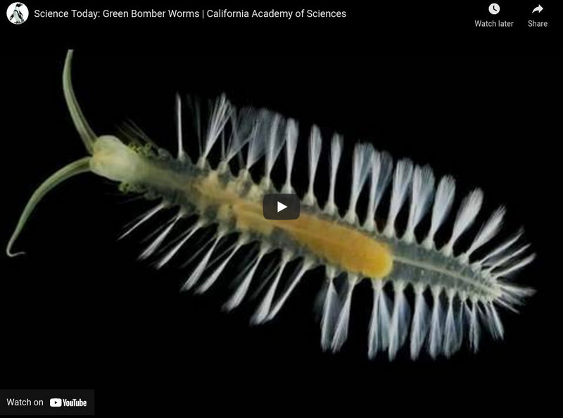 Ca Academy of Sciences: Green Bomber Worms Instructional Video Ca Academy of Sciences: Green Bomber Worms Instructional Video