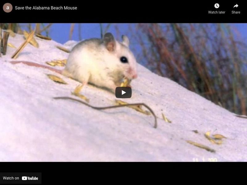 Save the Alabama Beach Mouse Instructional Video Save the Alabama Beach Mouse Instructional Video