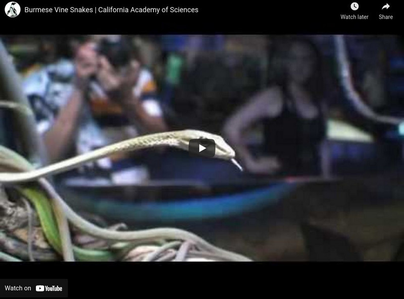 Ca Academy of Sciences: Burmese Vine Snakes Instructional Video Ca Academy of Sciences: Burmese Vine Snakes Instructional Video