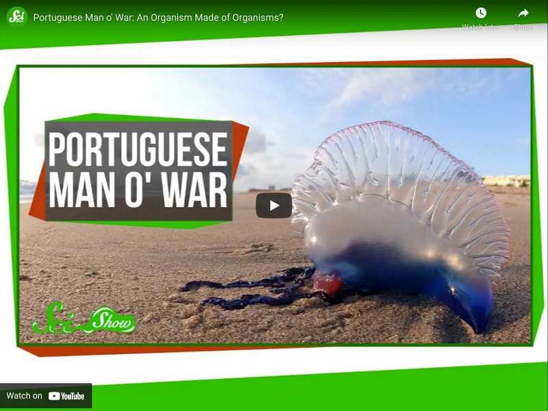 Sci Show: Portuguese Man O' War Instructional Video