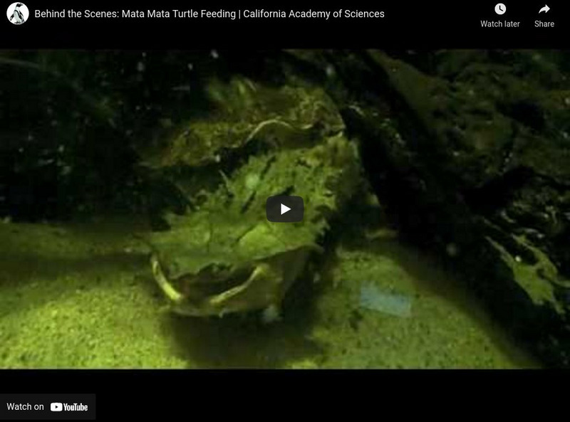Ca Academy of Sciences: Mata Mata Turtle Feeding Instructional Video Ca Academy of Sciences: Mata Mata Turtle Feeding Instructional Video