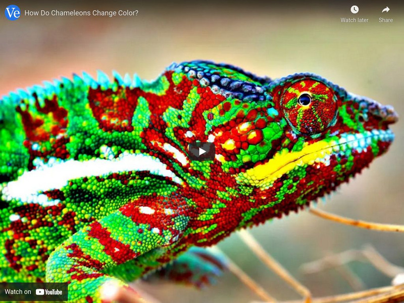 Veritasium: How Do Chameleons Change Color? Instructional Video Veritasium: How Do Chameleons Change Color? Instructional Video