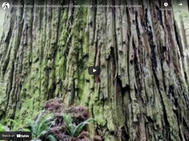 Ca Academy of Sciences: Coastal Redwoods and Climate Change Instructional Video Ca Academy of Sciences: Coastal Redwoods and Climate Change Instructional Video