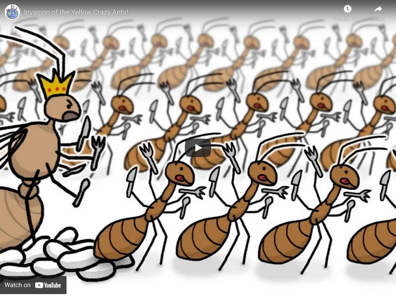Minute Earth: Invasion of the Yellow Crazy Ant Instructional Video