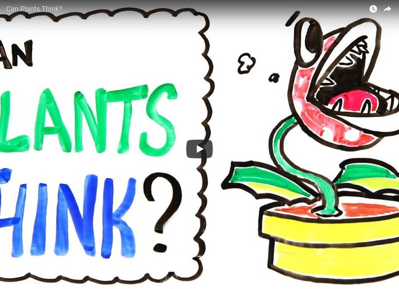 Asap Science: Can Plants Think? Instructional Video Asap Science: Can Plants Think? Instructional Video
