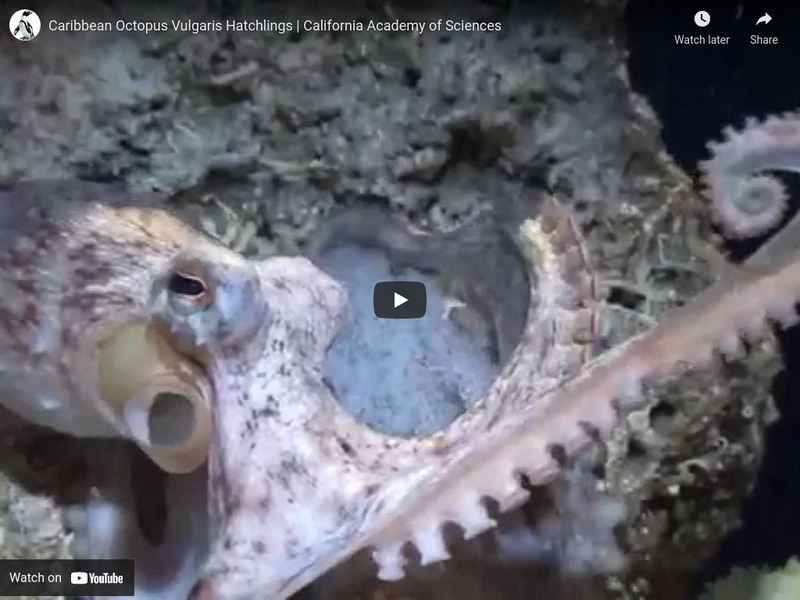 Ca Academy of Sciences: Caribbean Octopus Vulgaris Hatchlings Instructional Video Ca Academy of Sciences: Caribbean Octopus Vulgaris Hatchlings Instructional Video