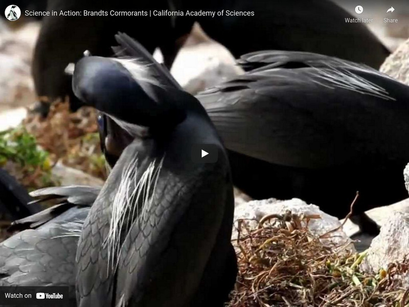 Ca Academy of Sciences: Brandts Cormorants Instructional Video Ca Academy of Sciences: Brandts Cormorants Instructional Video