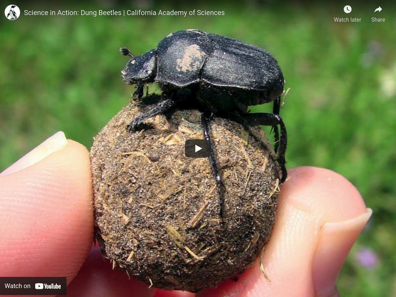 Ca Academy of Sciences: Dung Beetle Directions Instructional Video Ca Academy of Sciences: Dung Beetle Directions Instructional Video