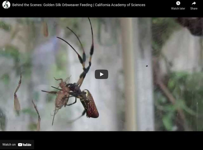 Ca Academy of Sciences: Golden Silk Orbweaver Feeding Instructional Video Ca Academy of Sciences: Golden Silk Orbweaver Feeding Instructional Video