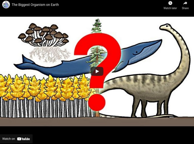 Minute Earth: The Biggest Organism on Earth Instructional Video Minute Earth: The Biggest Organism on Earth Instructional Video
