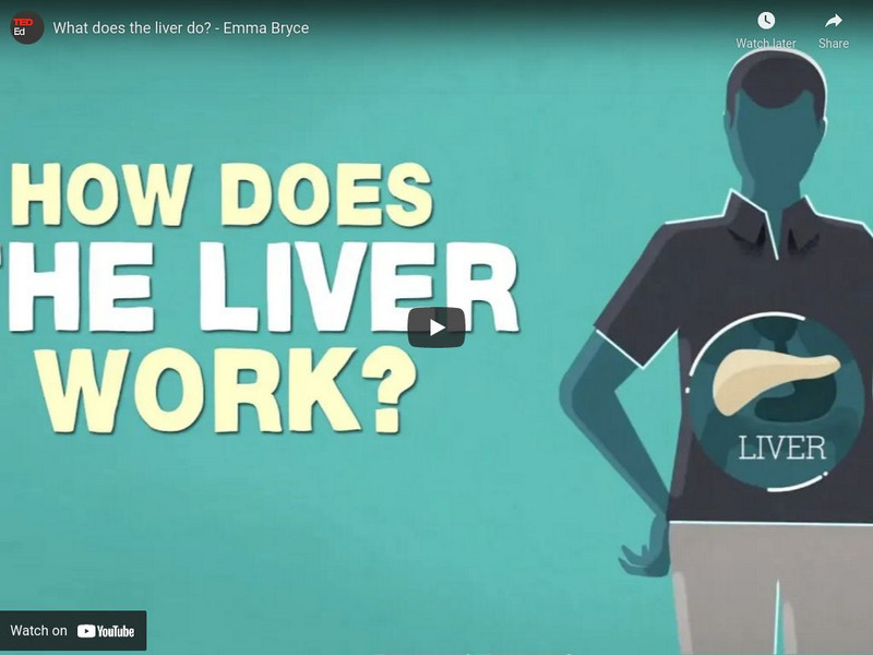 Ted Ed: What Does the Liver Do? Instructional Video Ted Ed: What Does the Liver Do? Instructional Video